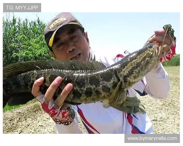 博鱼在线登录入口确保玩家顺畅娱乐体验的最新入口指南 博鱼在线登录入口确保玩家顺畅娱乐体验的最新入口指南